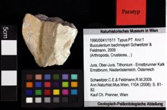 Foto (Objket + Etiketten) von Discutiolira moesica (Muţiu & Bădăluţă, 1971) 